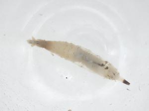  ( - CBG-B23146-F12)  @11 [ ] CreativeCommons - Attribution Share - Alike (2025) Centre for Biodiversity Genomics Centre for Biodiversity Genomics