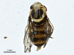  ( - CBG-A01182-A10)  @11 [ ] CreativeCommons - Attribution (2023) CBG Photography Group Centre for Biodiversity Genomics