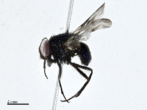  (Morellia nigricosta - CBG-A01217-E03)  @11 [ ] CreativeCommons - Attribution (2023) CBG Photography Group Centre for Biodiversity Genomics