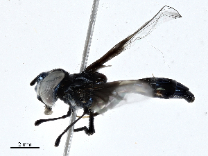  (Pelecinobaccha pilipes - CBG-A01220-A07)  @11 [ ] CreativeCommons - Attribution (2023) CBG Photography Group Centre for Biodiversity Genomics