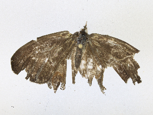  (Nubila - CBG-A18377-H07)  @11 [ ] CreativeCommons - Attribution Share-Alike (2023) CBG Photography Group Centre for Biodiversity Genomics