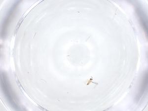  (Neostethynium - CBG-A18426-G11)  @11 [ ] CreativeCommons - Attribution Share - Alike (2023) Centre for Biodiversity Genomics Centre for Biodiversity Genomics