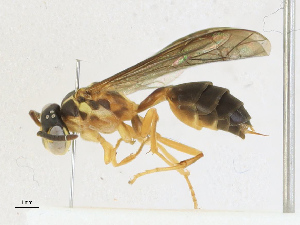  (Angiopolybia - CBG-A21597-E10)  @11 [ ] CreativeCommons - Attribution Share-Alike (2023) CBG Photography Group Centre for Biodiversity Genomics