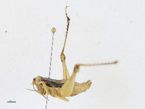  (Pollostacris - CBG-A21600-A07)  @11 [ ] CreativeCommons - Attribution Share-Alike (2023) CBG Photography Group Centre for Biodiversity Genomics