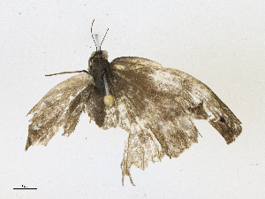  (Cissia proba - CBG-A21665-D08)  @11 [ ] CreativeCommons - Attribution Share - Alike (2023) CBG Photography Group Centre for Biodiversity Genomics