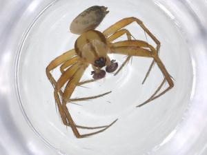  (Mangora keduc - CBG-A23172-H10)  @11 [ ] CreativeCommons - Attribution Share - Alike (2023) Centre for Biodiversity Genomics Centre for Biodiversity Genomics