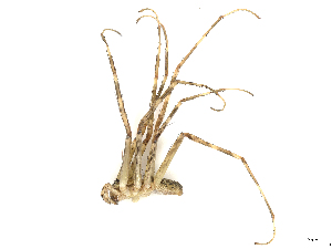  ( - CBG-A23306-G06)  @11 [ ] CreativeCommons - Attribution (2024) CBG Photography Group Centre for Biodiversity Genomics