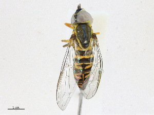  ( - CBG-A23335-F06)  @11 [ ] CreativeCommons - Attribution Share - Alike (2023) CBG Photography Group Centre for Biodiversity Genomics