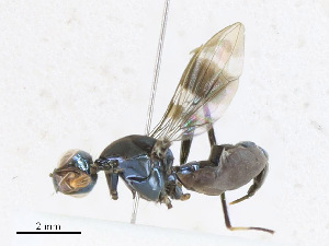  ( - CBG-A24215-H06)  @11 [ ] CreativeCommons - Attribution Share - Alike (2023) CBG Photography Group Centre for Biodiversity Genomics