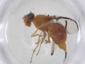  (Xanthacrona phyllochaeta - CBG-A25210-B07)  @11 [ ] CreativeCommons - Attribution Share - Alike (2023) Centre for Biodiversity Genomics Centre for Biodiversity Genomics