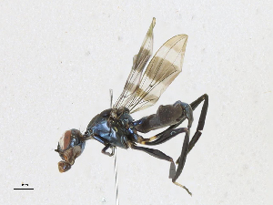  ( - CBG-A25881-D08)  @11 [ ] CreativeCommons - Attribution Share-Alike (2024) CBG Photography Group Centre for Biodiversity Genomics
