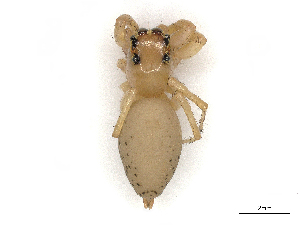  ( - CBG-A27501-H10)  @11 [ ] CreativeCommons - Attribution Share-Alike (2024) CBG Photography Group Centre for Biodiversity Genomics