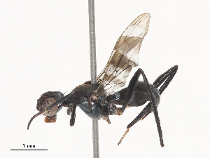  ( - CBG-A41854-D06)  @11 [ ] CreativeCommons - Attribution Share - Alike (2024) CBG Photography Group Centre for Biodiversity Genomics