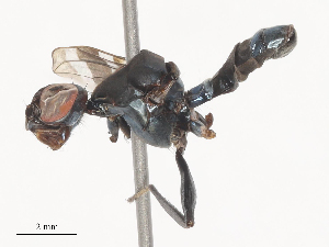  ( - CBG-A41854-E07)  @11 [ ] CreativeCommons - Attribution Share - Alike (2024) CBG Photography Group Centre for Biodiversity Genomics