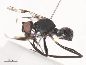  ( - CBG-A41855-B03)  @11 [ ] CreativeCommons - Attribution Share - Alike (2024) CBG Photography Group Centre for Biodiversity Genomics