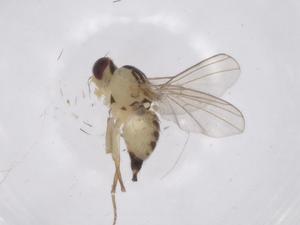  (Liriomyza marginalis - CBG-A43426-E07)  @11 [ ] CreativeCommons - Attribution Share - Alike (2024) Centre for Biodiversity Genomics Centre for Biodiversity Genomics