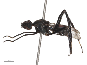  ( - CBG-A45163-E05)  @11 [ ] CreativeCommons - Attribution Share - Alike (2024) CBG Photography Group Centre for Biodiversity Genomics