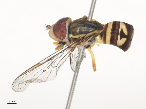  ( - CBG-A45194-E04)  @11 [ ] CreativeCommons - Attribution Share - Alike (2024) CBG Photography Group Centre for Biodiversity Genomics