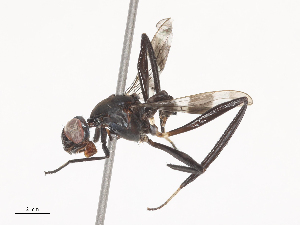  ( - CBG-A45195-B03)  @11 [ ] CreativeCommons - Attribution Share - Alike (2024) CBG Photography Group Centre for Biodiversity Genomics