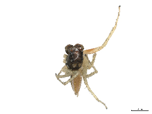  ( - CBG-A45231-H11)  @11 [ ] CreativeCommons - Attribution (2024) CBG Photography Group Centre for Biodiversity Genomics