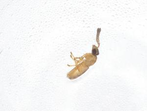  (Gahanopsis - CBG-A45471-F01)  @11 [ ] CreativeCommons - Attribution Share - Alike (2024) Centre for Biodiversity Genomics Centre for Biodiversity Genomics