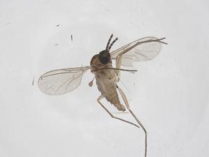  ( - CBG-A46376-B09)  @11 [ ] CreativeCommons - Attribution Share - Alike (2024) Centre for Biodiversity Genomics Centre for Biodiversity Genomics