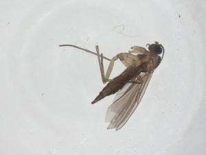  ( - CBG-A46386-A02)  @11 [ ] CreativeCommons - Attribution Share - Alike (2024) Centre for Biodiversity Genomics Centre for Biodiversity Genomics