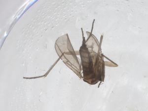  ( - CBG-A46400-E02)  @11 [ ] CreativeCommons - Attribution Share - Alike (2024) Centre for Biodiversity Genomics Centre for Biodiversity Genomics