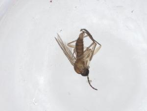  ( - CBG-A46401-D02)  @11 [ ] CreativeCommons - Attribution Share - Alike (2024) Centre for Biodiversity Genomics Centre for Biodiversity Genomics