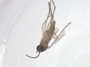  ( - CBG-A46403-C01)  @11 [ ] CreativeCommons - Attribution Share - Alike (2024) Centre for Biodiversity Genomics Centre for Biodiversity Genomics