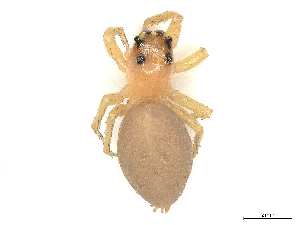  ( - CBG-A46937-G07)  @11 [ ] CreativeCommons - Attribution (2024) CBG Photography Group Centre for Biodiversity Genomics