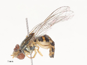  ( - CBG-A46939-F10)  @11 [ ] CreativeCommons - Attribution Share - Alike (2024) CBG Photography Group Centre for Biodiversity Genomics