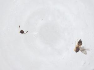  (Schizophragma - CBG-A47612-B05)  @11 [ ] CreativeCommons - Attribution Share - Alike (2024) Centre for Biodiversity Genomics Centre for Biodiversity Genomics