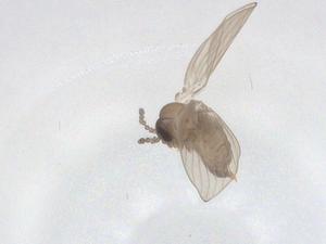  ( - CBG-A48443-D02)  @11 [ ] CreativeCommons - Attribution Share - Alike (2024) Centre for Biodiversity Genomics Centre for Biodiversity Genomics