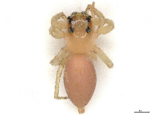  ( - CBG-A48484-H10)  @11 [ ] CreativeCommons - Attribution Share - Alike (2025) CBG Photography Group Centre for Biodiversity Genomics