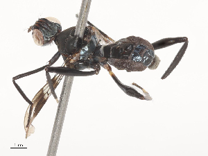  ( - CBG-A48547-G12)  @11 [ ] CreativeCommons - Attribution Share - Alike (2024) CBG Photography Group Centre for Biodiversity Genomics