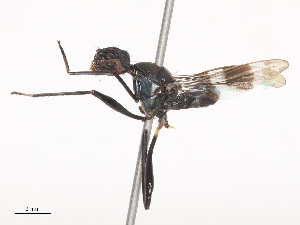  ( - CBG-A48547-H01)  @11 [ ] CreativeCommons - Attribution Share - Alike (2024) CBG Photography Group Centre for Biodiversity Genomics