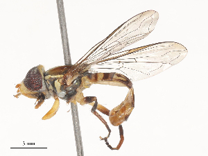  (Toxomerus intermedius - CBG-A48609-E06)  @11 [ ] CreativeCommons - Attribution Share - Alike (2024) CBG Photography Group Centre for Biodiversity Genomics