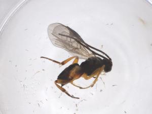  ( - CBG-A49576-H11)  @11 [ ] CreativeCommons - Attribution Share - Alike (2024) Centre for Biodiversity Genomics Centre for Biodiversity Genomics