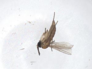  ( - CBG-A50326-C03)  @11 [ ] CreativeCommons - Attribution Share - Alike (2024) Centre for Biodiversity Genomics Centre for Biodiversity Genomics