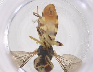  (Toxomerus aff. pictus - CBG-A49561-A09)  @11 [ ] CreativeCommons - Attribution Share - Alike (2024) Centre for Biodiversity Genomics Centre for Biodiversity Genomics