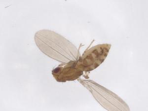  (Asteia fasciata - CBG-A50360-B03)  @11 [ ] CreativeCommons - Attribution Share - Alike (2024) Centre for Biodiversity Genomics Centre for Biodiversity Genomics