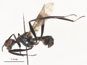  ( - CBG-A51055-C12)  @11 [ ] CreativeCommons - Attribution Share - Alike (2024) CBG Photography Group Centre for Biodiversity Genomics