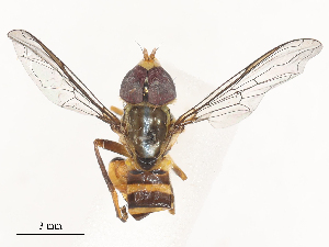  ( - CBG-A51055-F11)  @11 [ ] CreativeCommons - Attribution Share - Alike (2024) CBG Photography Group Centre for Biodiversity Genomics