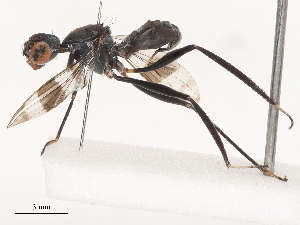  ( - CBG-A51055-H10)  @11 [ ] CreativeCommons - Attribution Share - Alike (2024) CBG Photography Group Centre for Biodiversity Genomics