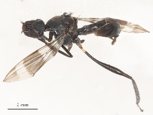  ( - CBG-A51055-H11)  @11 [ ] CreativeCommons - Attribution Share - Alike (2024) CBG Photography Group Centre for Biodiversity Genomics