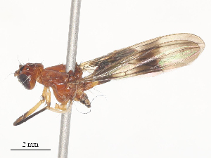  ( - CBG-A51075-D11)  @11 [ ] CreativeCommons - Attribution Share - Alike (2024) CBG Photography Group Centre for Biodiversity Genomics