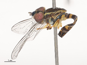  ( - CBG-A51076-G10)  @11 [ ] CreativeCommons - Attribution Share - Alike (2024) CBG Photography Group Centre for Biodiversity Genomics