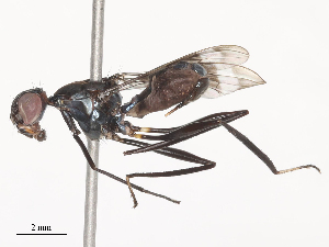  ( - CBG-A51891-A05)  @11 [ ] CreativeCommons - Attribution Share - Alike (2024) CBG Photography Group Centre for Biodiversity Genomics