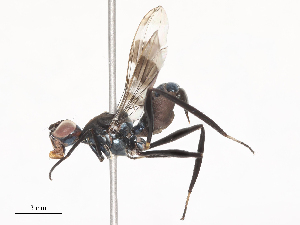  ( - CBG-A51891-B02)  @11 [ ] CreativeCommons - Attribution Share - Alike (2024) CBG Photography Group Centre for Biodiversity Genomics